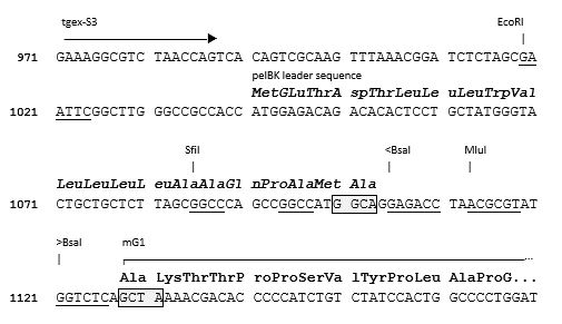 TEGX-HC-mG1-Zeo cloning site